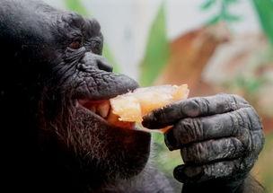黑猩猩热,揭秘人类近亲的神秘世界